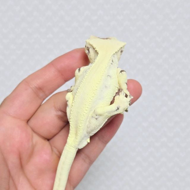릴리 세이블