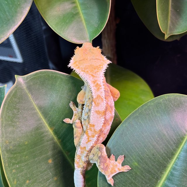 트라이 화이트스팟 화이트크라운