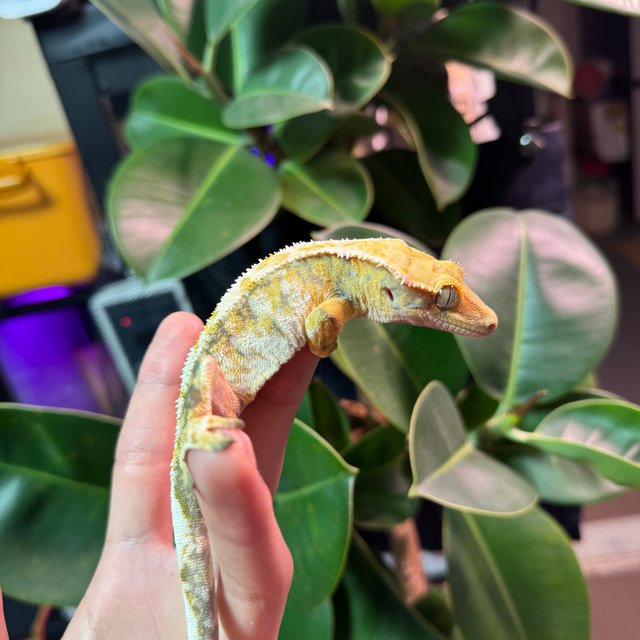 트라이 화이트스팟 화이트크라운