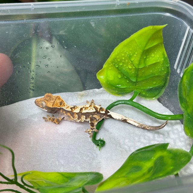 카푸치노 화이트스팟 화이트크라운