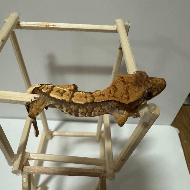 노멀 트라이