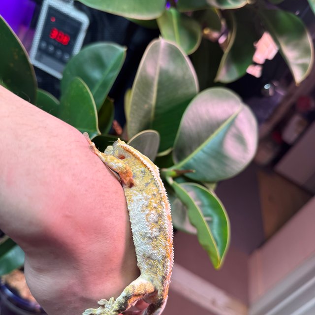 트라이 화이트스팟 화이트크라운