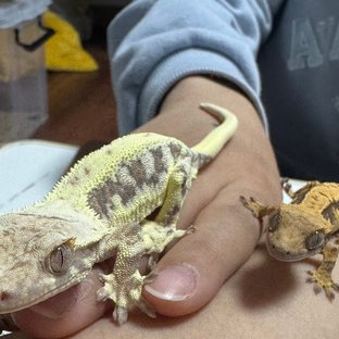 릴리화이트 노멀