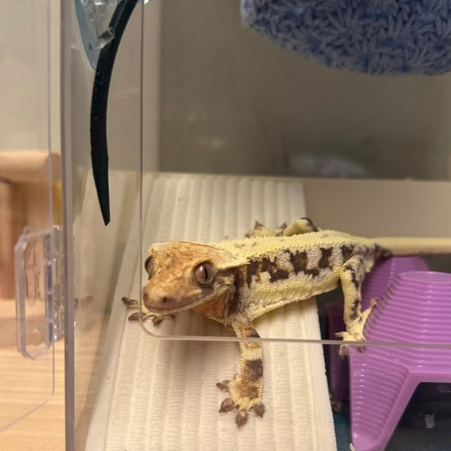 릴리화이트 노멀