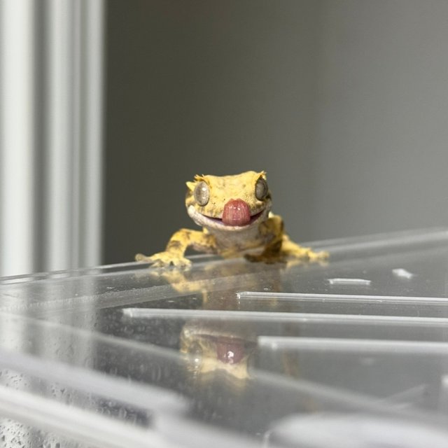 릴리화이트 노멀