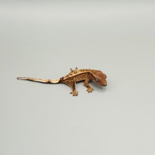 spt헷초초