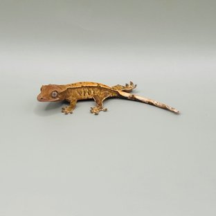 SPT100헷초초