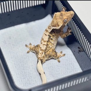 디테(50헷초초)