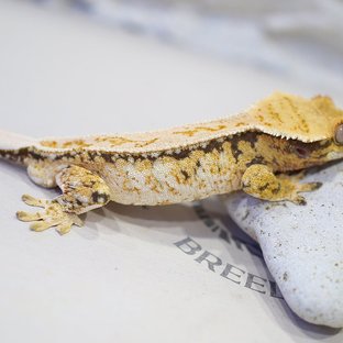 핀스트라이프 트라이 드리피 화이트스팟