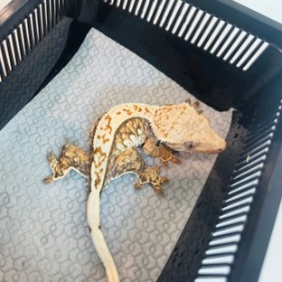 퓨카3세BOBA 루이