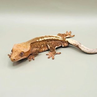 초야