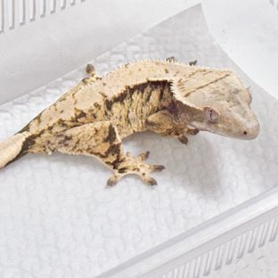 다이노마켓 강쇠x메소