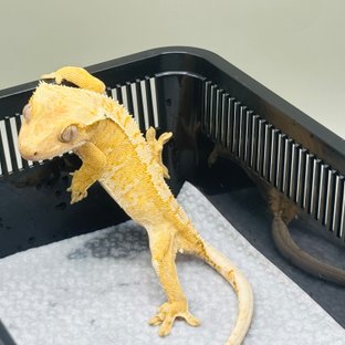 비통(SPT)