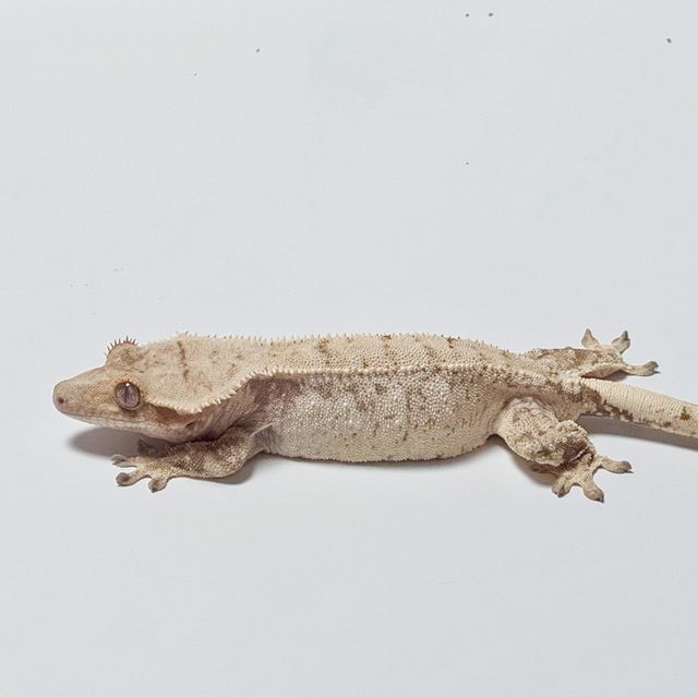 노멀 드리피 화이트스팟 트라이 화이트