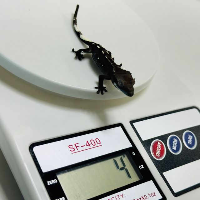 아잔틱