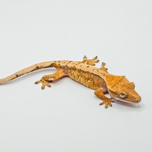 노멀 드리피 화이트스팟