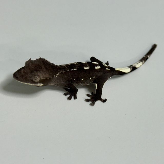 아잔틱