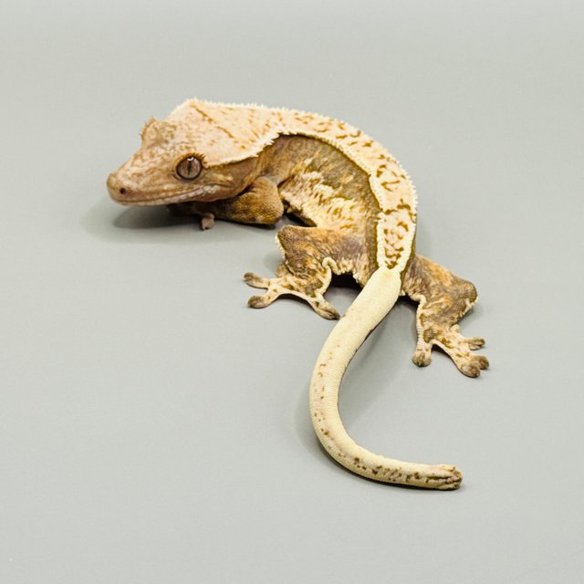 노멀 쿼드 트라이