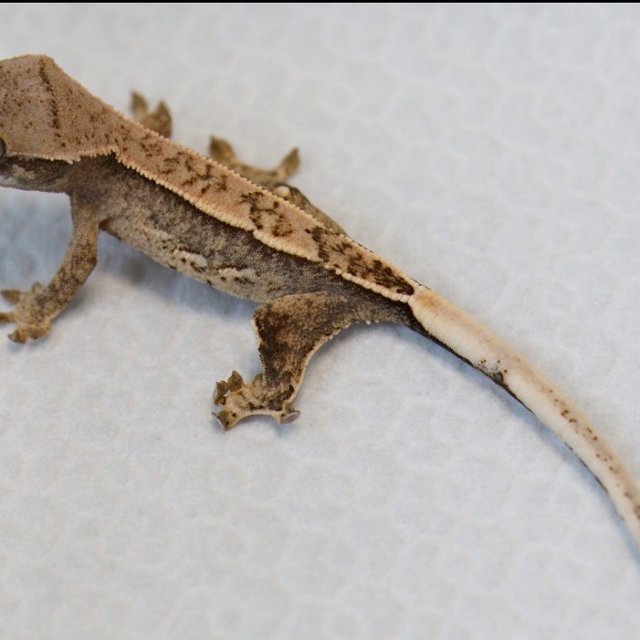 노멀 쿼드 트라이