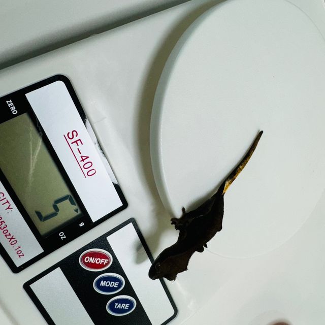 챠콜 다크