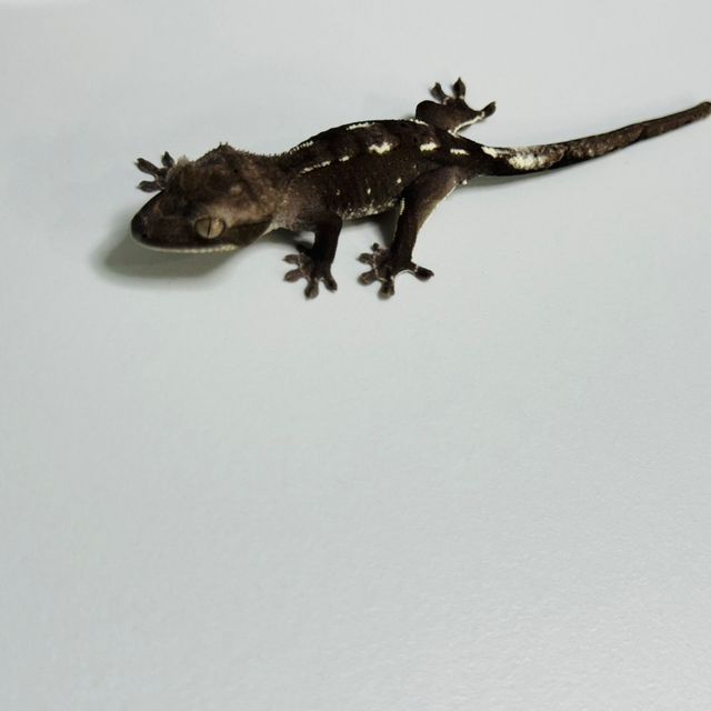 아잔틱
