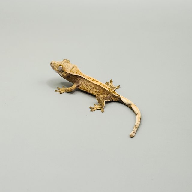 트라이 핀스트라이프