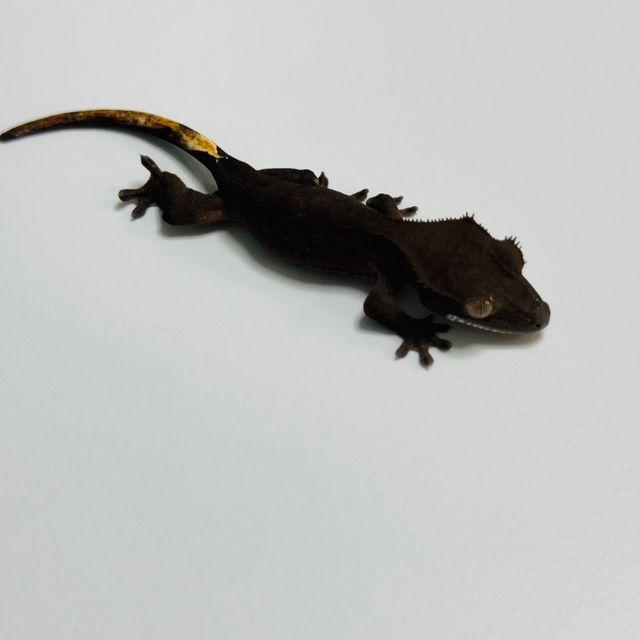 챠콜 다크