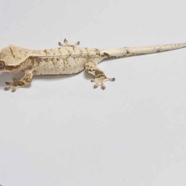 노멀 드리피 화이트스팟 트라이 화이트