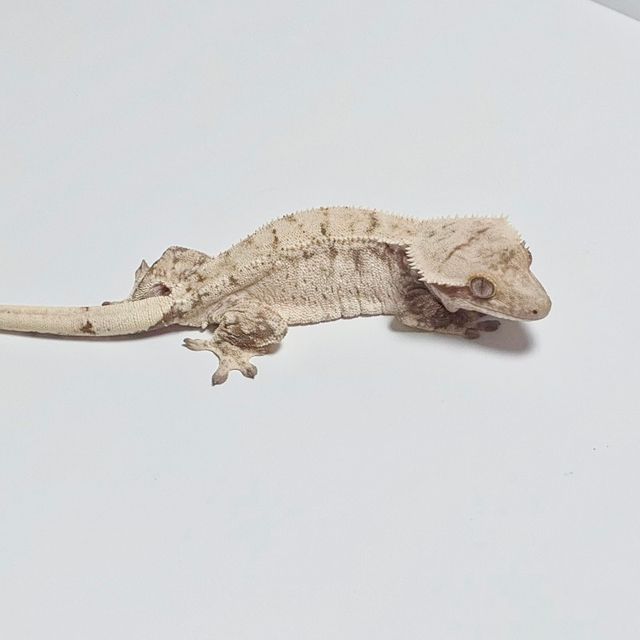 노멀 드리피 화이트스팟 트라이 화이트