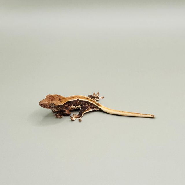 릴리100%헷아잔틱