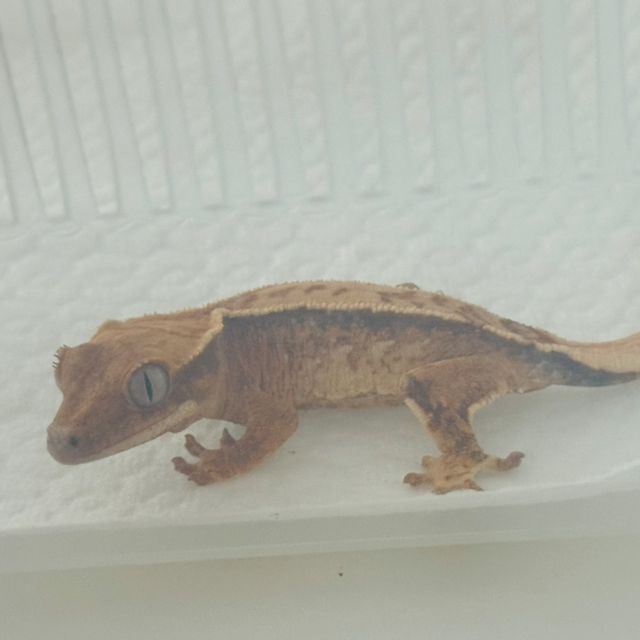 노멀 드리피 화이트스팟