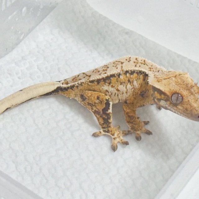 트라이 핀스트라이프