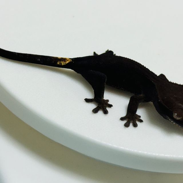 챠콜