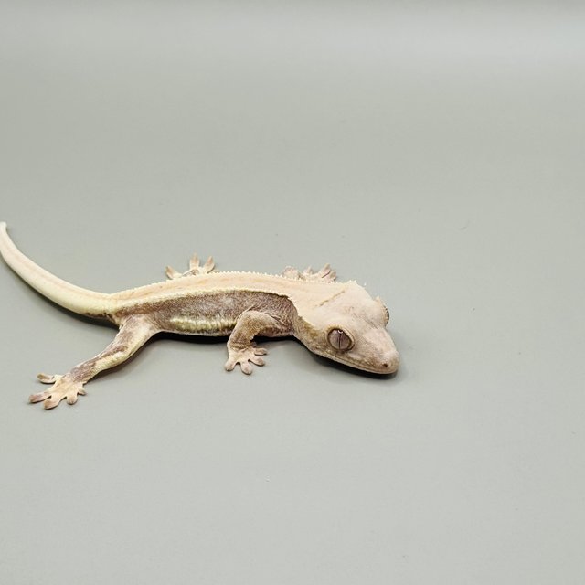 릴리100%헷아잔틱