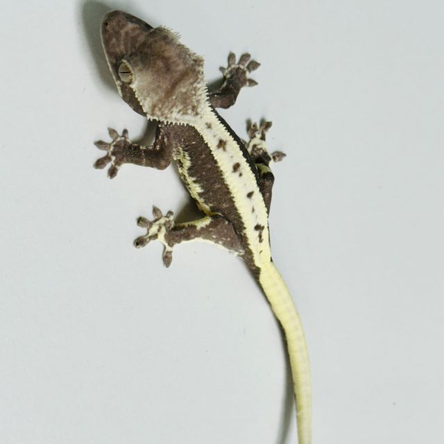릴잔틱