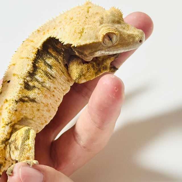 노멀 드리피 화이트스팟