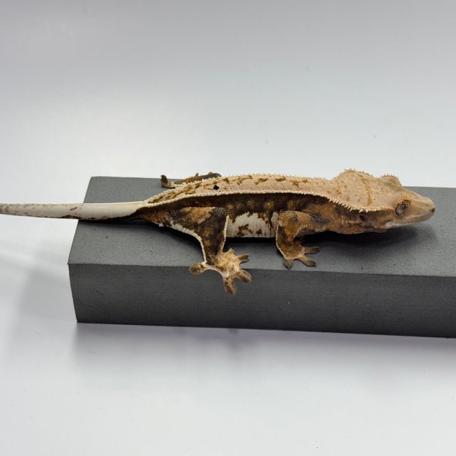 노멀 에밀리 쿼드