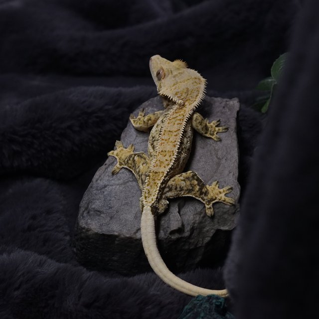 노멀 드리피 쿼드 화이트스팟 핀스트라이프