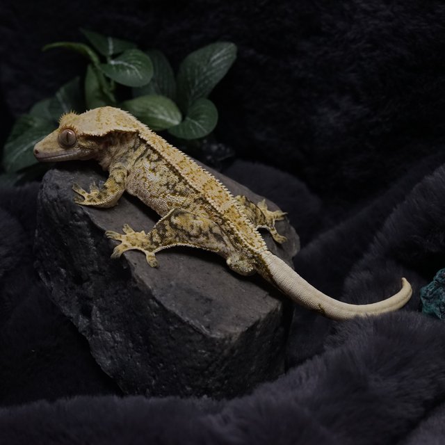 노멀 드리피 쿼드 화이트스팟 핀스트라이프