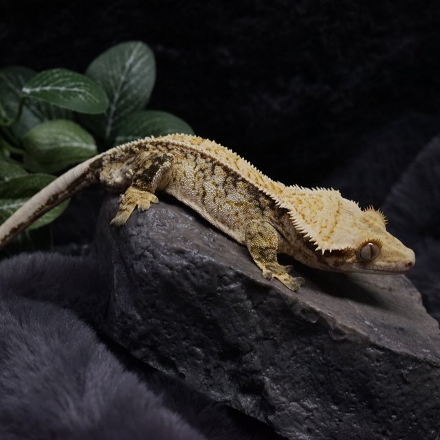 노멀 드리피 쿼드 화이트스팟 핀스트라이프