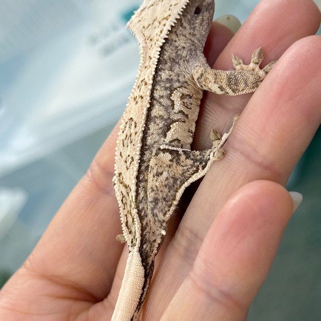 노멀 풀핀 화이트스팟 쿼드