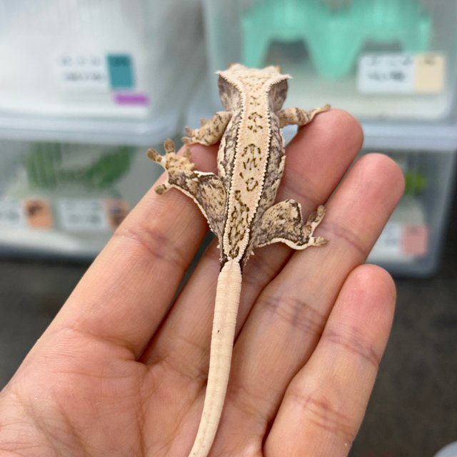 노멀 풀핀 화이트스팟 쿼드