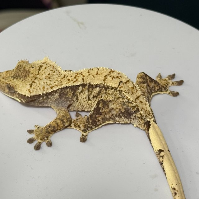 노멀 화이트스팟 쿼드