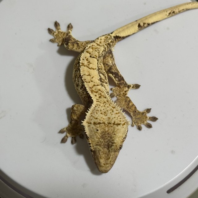 노멀 화이트스팟 쿼드