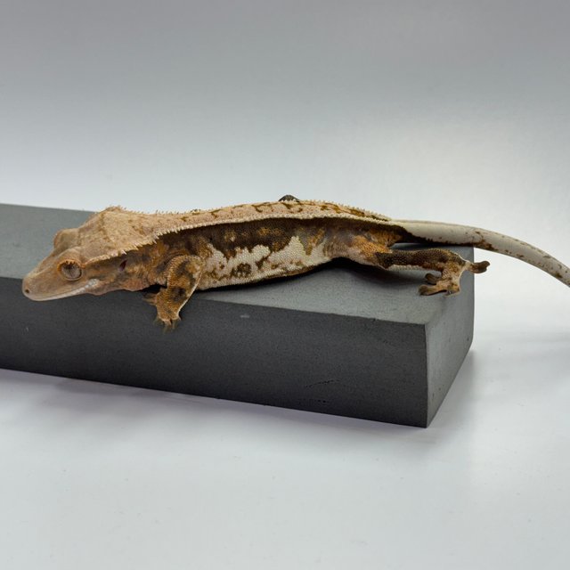 노멀 에밀리 쿼드