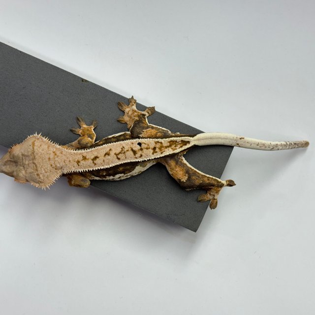 노멀 에밀리 쿼드