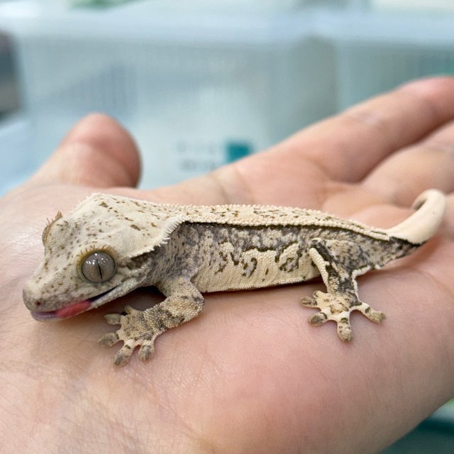 노멀 풀핀 화이트스팟 쿼드