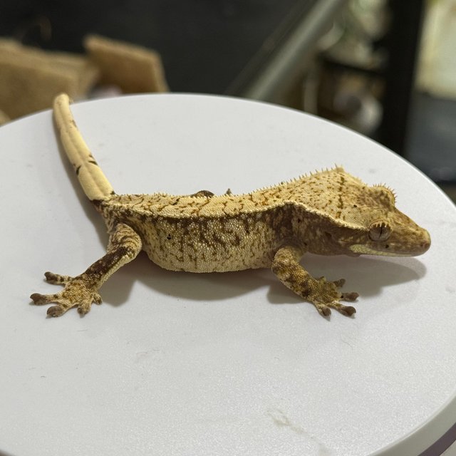 노멀 화이트스팟 쿼드