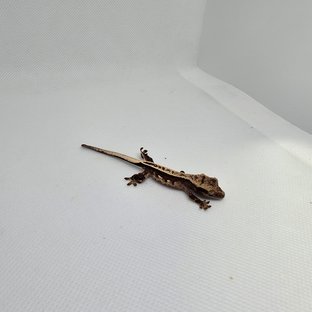 100%헷아잔틱 풀핀 다크