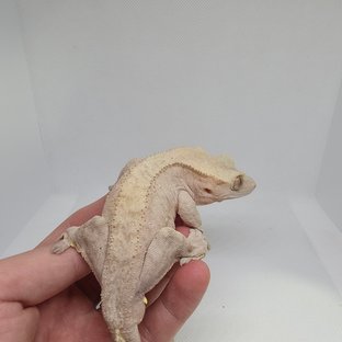 노멀 바이 레드